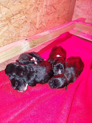 Domaine Addams Family - Staffordshire Bull Terrier - Portée née le 15/02/2024