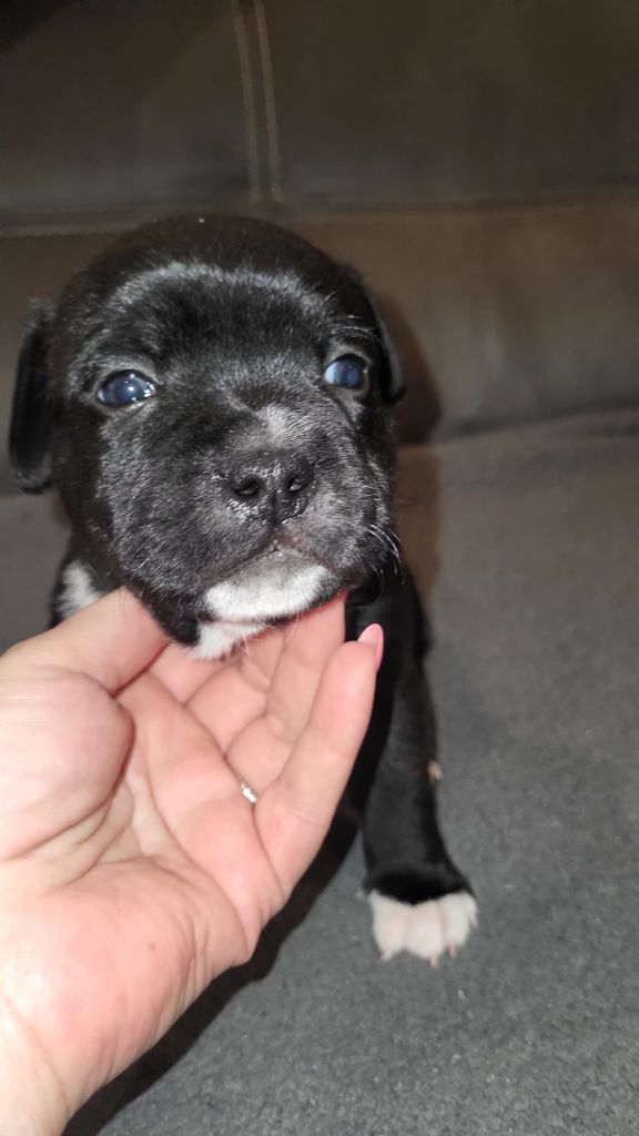 Domaine Addams Family - Chiots disponibles - Staffordshire Bull Terrier